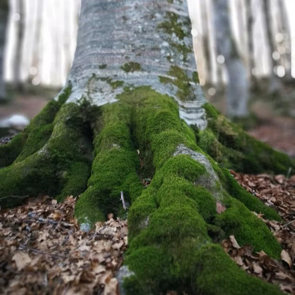 Handler modstandsdygtighed om genopretning eller forebyggelse?