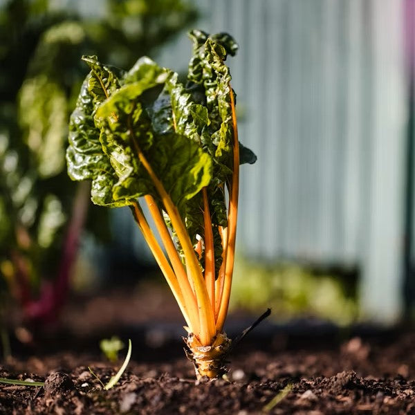 Hvad hvis ægte styrke er usynlig?